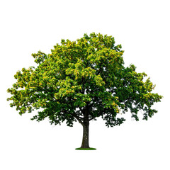 Obraz premium Untitled design - PNG Oak tree sycamore plant (3)