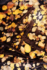 Beautiful Nature Autumn landscape. Scenery view on autumn city park with golden yellow foliage in Sunny day. Walking path in the city Park strewn with autumn fallen leaves.