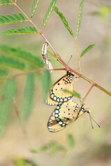 butterflies are mating on twig with cocoon on side