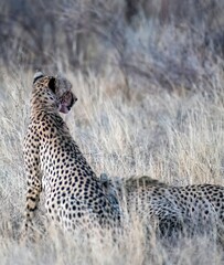 Cheetah resting in the savannah after having a meal at Samburu national park in Kenya