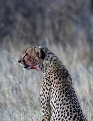Cheetah resting in the savannah after having a meal at Samburu national park in Kenya