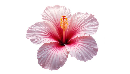 AI Generator Pink Hibiscus Flower White Background for Wedding Invitation Card Design.