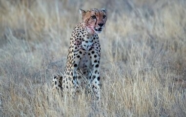 Cheetah resting in the savannah after having a meal at Samburu national park in Kenya