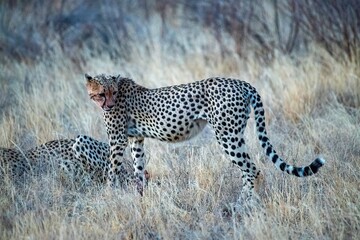 Cheetah resting in the savannah after having a meal at Samburu national park in Kenya