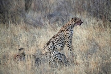 Cheetah resting in the savannah after having a meal at Samburu national park in Kenya