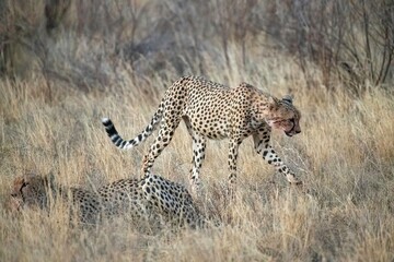 Cheetah resting in the savannah after having a meal at Samburu national park in Kenya