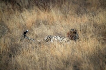 Cheetah resting in the savannah after having a meal at Samburu national park in Kenya