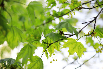 Fototapeta premium Summer landscape, lush green vegetation and nature.