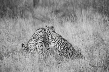Cheetah resting in the savannah after having a meal at Samburu national park in Kenya