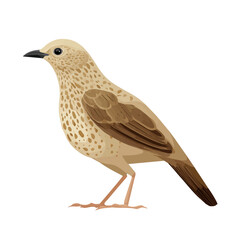 2D flat vector graphic of a Bowerbird in icon style, isolated on white background