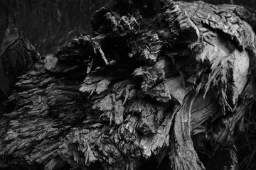 Black and white old tree texture. Wood and nature