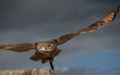 Eagle owl