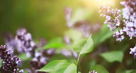 The first flowers against the background of green spring. Spring bloom.