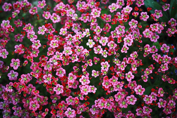 Spring bloom. The first flowers against the background of green spring.