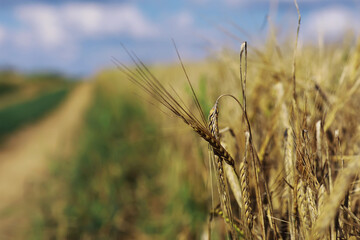 Beautiful autumn park. Russian North. Autumn trees and leaves. Autumn Landscape.Park in Autumn. Forest in Autumn.