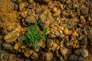 green grss on the stone 