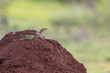 Sunlit Sentinel of the Meadow-Monitor lizards (Varanus sp.) at basking Sun at the meadow of Bhigwan, Maharashtra, India