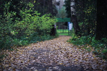 Beautiful autumn park. Russian North. Autumn trees and leaves. Autumn Landscape.Park in Autumn. Forest in Autumn.