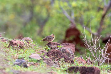 Song of the Open Plains-Tawny Lark (Galerida deva) at Bhigwan of Maharashtra, India