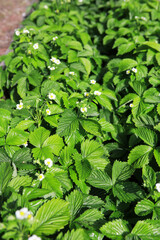 Dense leaves of blooming strawberry