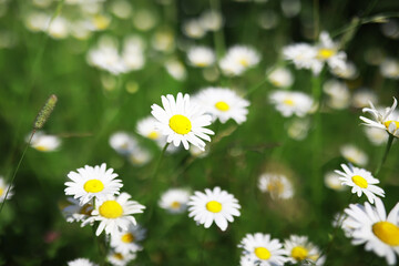 Fototapeta premium Flowers and plants summer field in sunlight