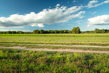 A dirt road in a green field and white clouds in the blue sky
