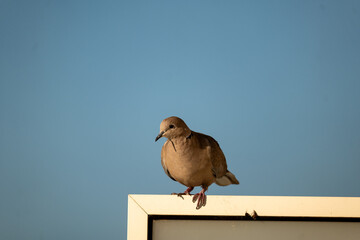 bird on the roof