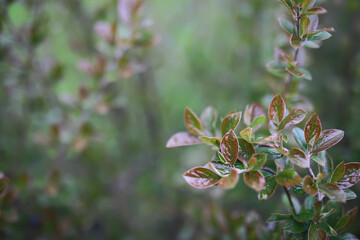 Summer landscape, lush green vegetation and nature.