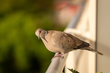pigeon on a fence