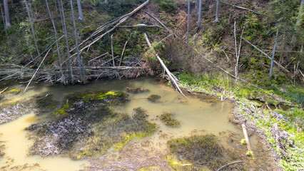 Serene natural landscape depicting a calm pond surrounded by fallen trees and lush greenery, showcasing springtime beauty in a forested environment.