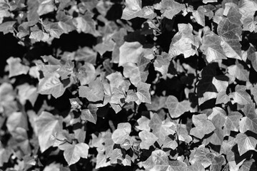 Ivy leaves captured on a B&W film. Vintage style.
