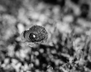 Poppy flower captured on a B&W film. Vintage style.