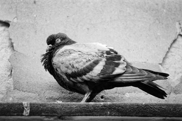 Sleepy pigeon captured on a B&W film. Vintage style.