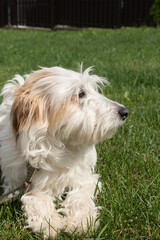 Fluffy white dog with brown ears relaxing on grass in sunny garden
