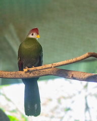A Red Crested Turaco