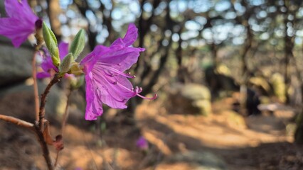 Close-up of blooming purple azalea flower in forest, shallow depth of field with blurred natural background