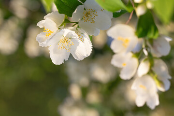 jasmine flowers close up in sunlight