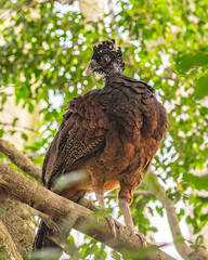 Great Curassow