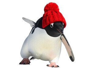 Realistic Penguin Wearing Red Winter Hat, Standing Upright, Isolated on Transparent Background