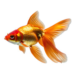 Single Bronze Goldfish with Flowing Fins, isolated on a transparent background