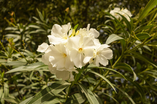 Floraci&oacute;n de la Adelfa blanca (Nerium oleander).  