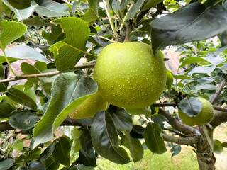Close up of freshly ripe Asian pear fruit hanging from tree ready to be harvest for fall season