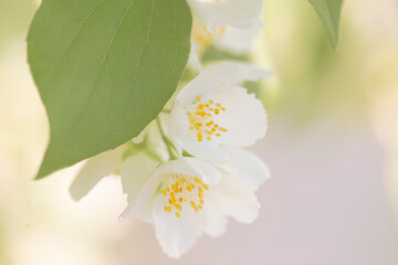 jasmine flowers close up in sunlight