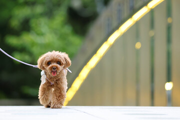 ライトアップされた橋を歩いているトイ・プードル