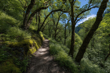 Obraz premium experience breathtaking beauty of oregon lush green forests in summer where towering trees create natural cathedral