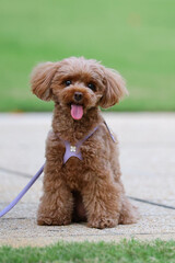 公園でお座りしているトイ・プードル