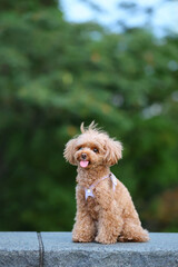 公園でお座りしているトイ・プードル