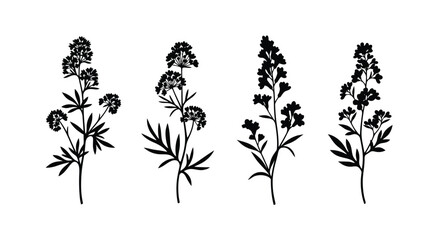 Four detailed botanical silhouettes of delicate wildflowers against a white backdrop vector