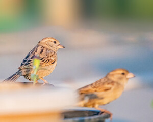 Sparrow
