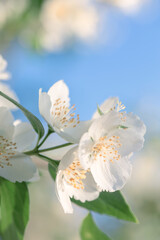 jasmine flowers close up in sunlight
